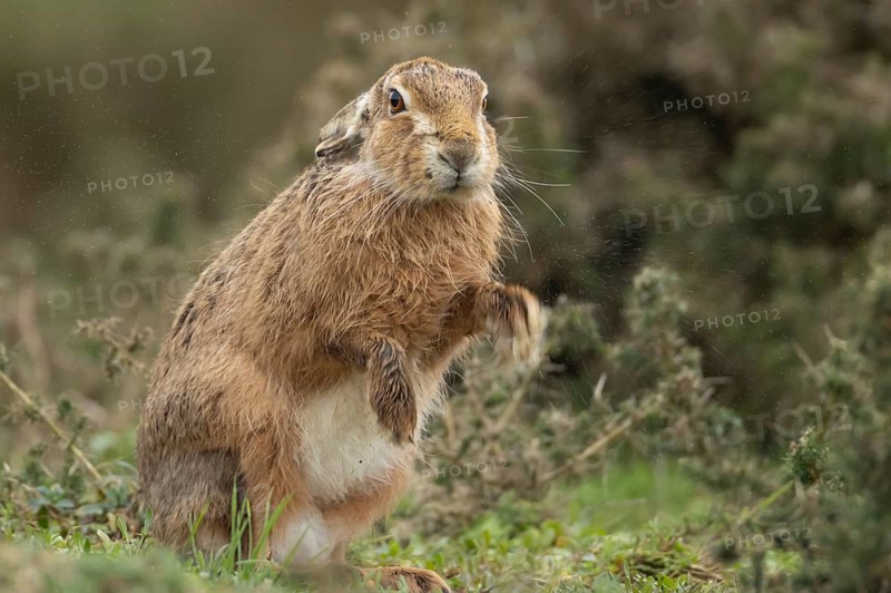 European brown hare (Lepus europaeus) adult animal shaking its body in grassland, England, United Kingdom