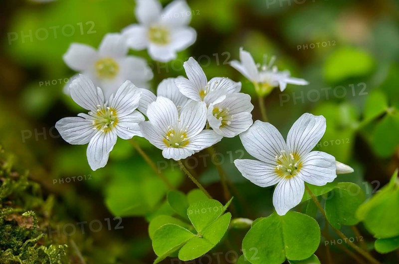Oxalidaceae, Oxalis Acetosella, Sour Clover, Woodsorrel, Common Wood Sorrel, Flora, Spring, Plants, Spring