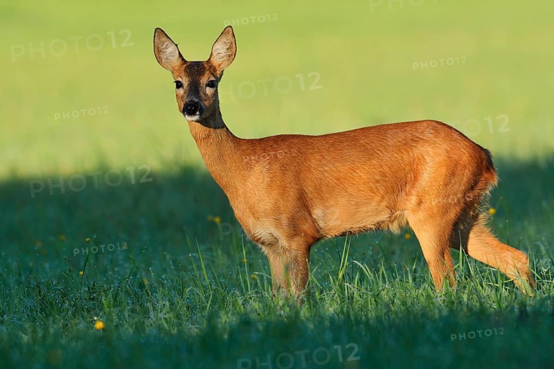 European roe deer (Capreolus capreolus), a doe standing in a meadow, North Rhine-Westphalia, Germany
