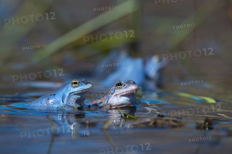 Moor frog, moor frog, rana arvalis, amphibians, amphibians, courtship behavior, courtship display, frog, frogs, amphibians