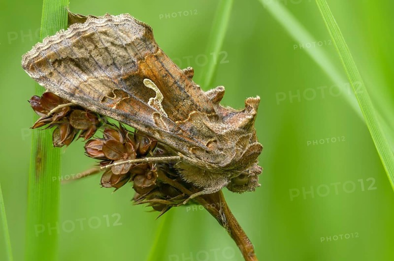 Autographa gamma, owl moth, gamma owl, noctuidae, pistol owl, butterfly, insects, moths, moths, moths, butterfly, silver y, y12
