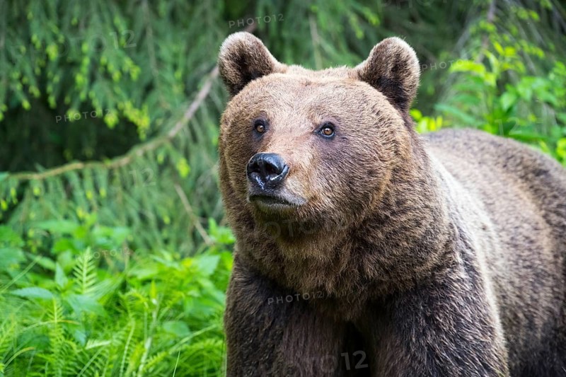 A brown bear looking intently through the dense forest, European brown bear (Ursus arctos arctos), Transylvania, Carpathians, Romania