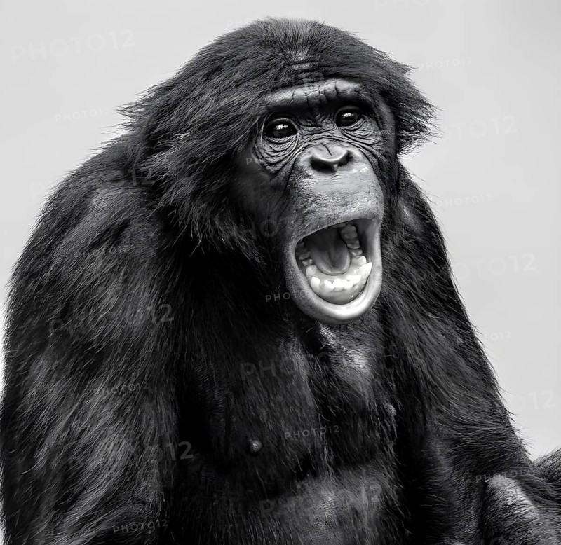 Animal portrait: Bonobo (Pan paniscus), agitated, screaming, primate, great ape, in captivity, digitally edited, found in Central Africa, Democratic Republic of the Congo