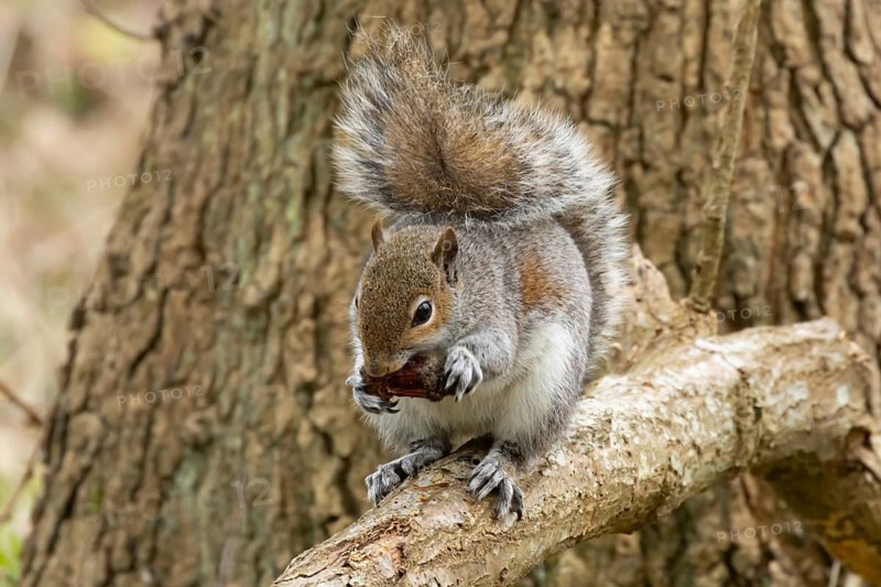 Grey squirrel (Sciurus carolinensis) adult animal feeding on a pine cone in a woodland, England, United Kingdom