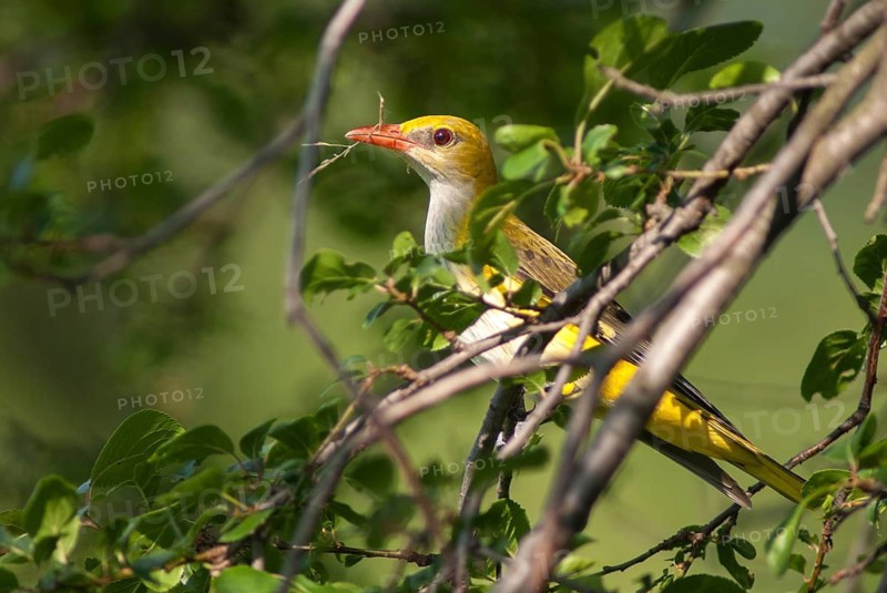 Golden oriole, oriolus oriolus, birds, Bulgaria, female, passeri, songbirds, songbirds, birds, female