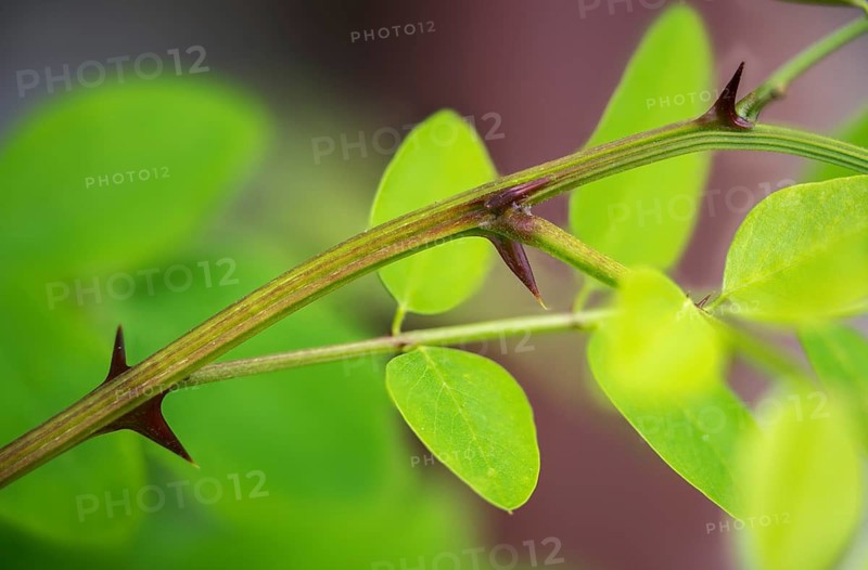 False acacia, false acacia, common black locust, robinia pseudoacacia, black locust, false acacia, silver rain, flora, plants, plants