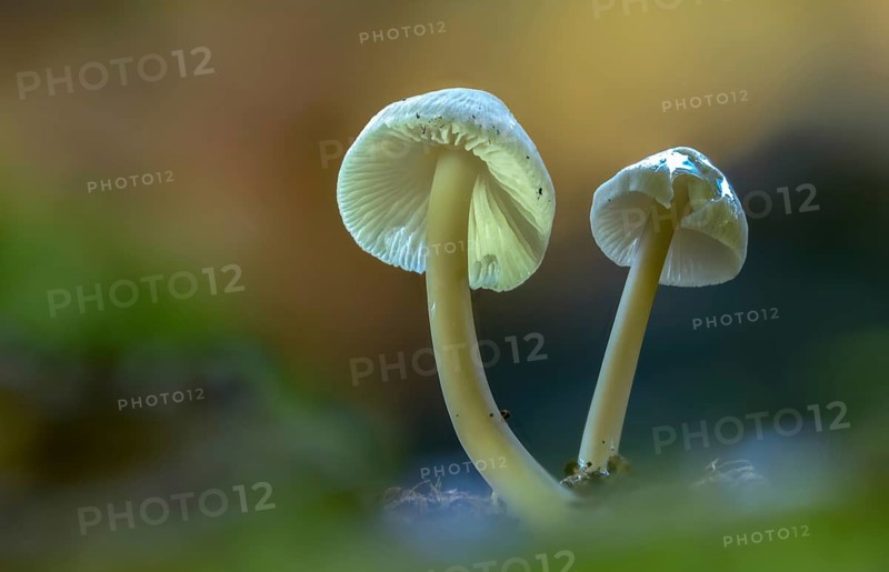 Flesh brown helmet, Isabell brown thread helmet, conical helmet, mycena metata, mycena phyllogena, nitrous mycena, fungi, fungus, mushrooms
