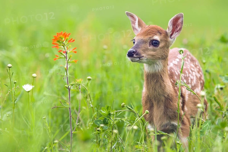 White-tailed deer (Odocoileus virginianus), Minnesota, USA. A young fawn stands in a green meadow next to a bright flower