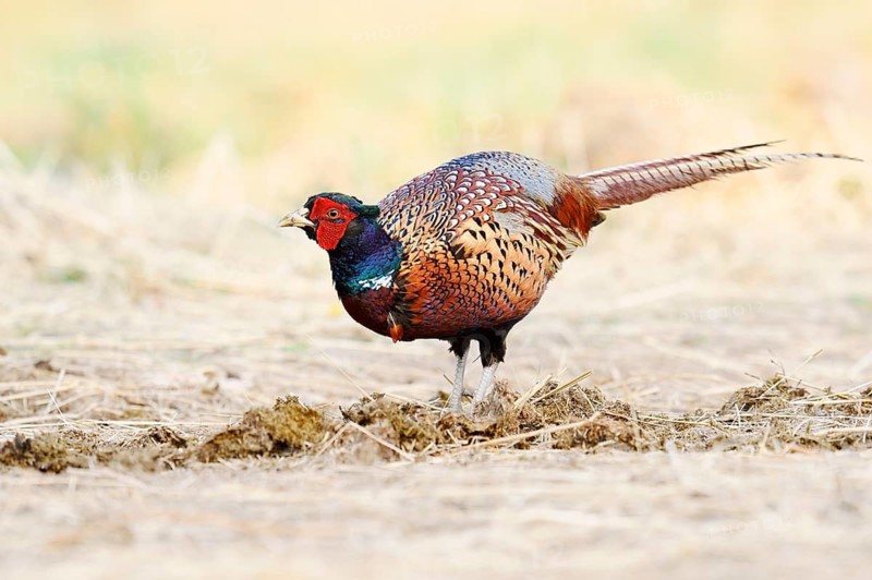 Pheasant or common pheasant (Phasianus colchicus), cock, North Rhine-Westphalia, Germany