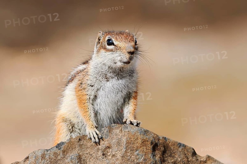 An Atlantic ground squirrel or North African bristly squirrel (Atlantoxerus getulus) perched on a rock, Fuerteventura, Canary Islands, Spain
