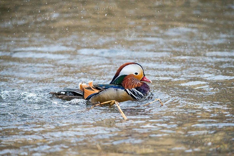 Aix galericulata, mandarin, mandarin duck, anatidae, bath, birds, ducks, ducks, ducks, ducks, male, birds, waterbirds, waterbirds