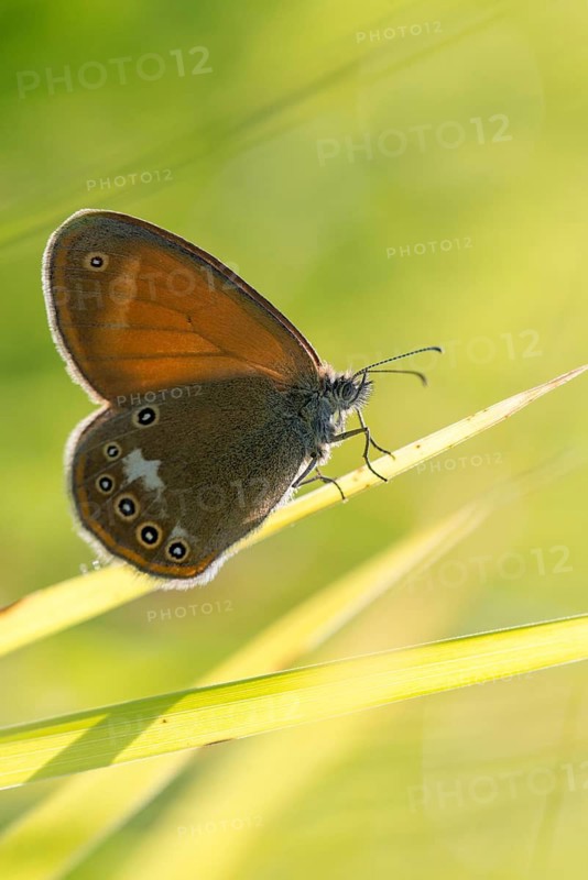 Coenonympha arcania, pearly heath, peargrass moth, white-coined meadowbird, butterfly, high size, portrait format, insects, butterfly, butterflies