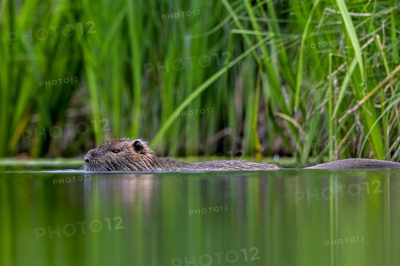 Coypu, nutria (Myocastor coypus) swimming in pond along reed bed, invasive rodent in Europe, native to South America