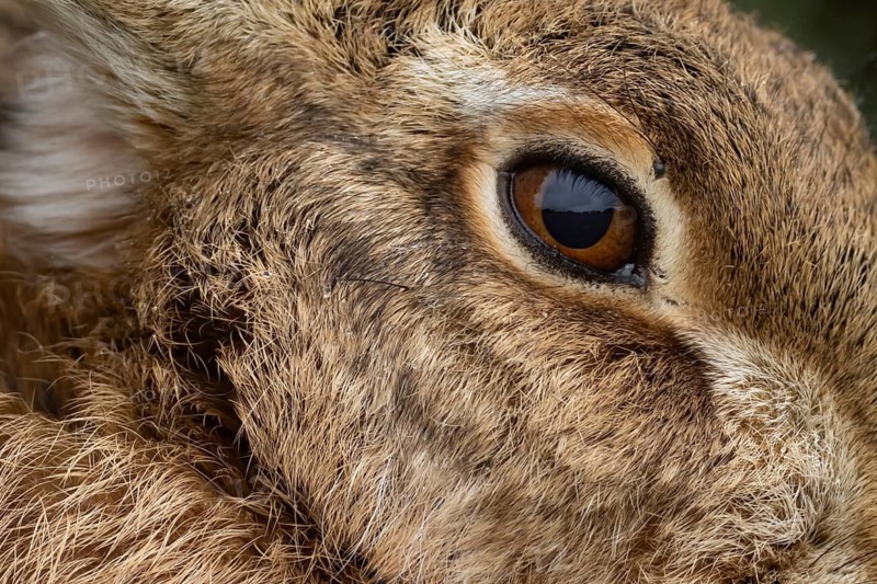 European brown hare (Lepus europaeus) adult animal close up of its eye, England, United Kingdom
