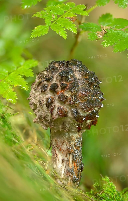 Black scaly bolete, Strobilomyces floccopus, Strobilomyces strobilaceus, strubble head, strubble head apprentice, the old man of the woods, fungi, fungus, high size, portrait, mushrooms