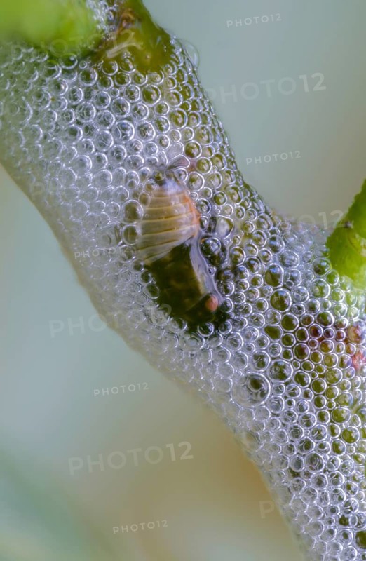 Aphrophora salicina, brown willow spittlebug, witch spit, cuckoo saliva, cuckoo spit, foam cicada, willow foam cicada, high size, portrait format, insects, larva, larva, foam nest, cicadas
