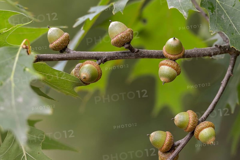 American tip oak, beech family, fagaceae, quercus rubra, red oak, tree, trees, flora, northern red oak, plants, tree