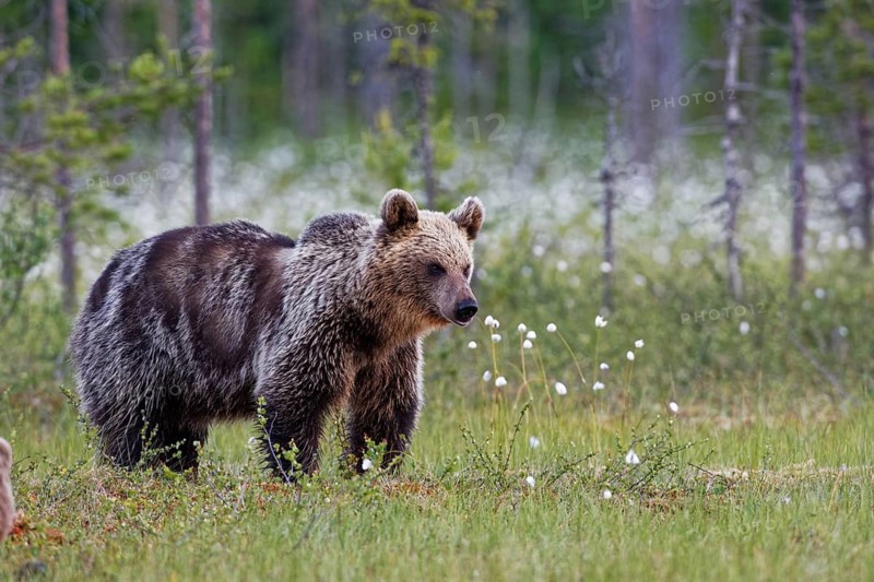 Brown bear on Finnish moor