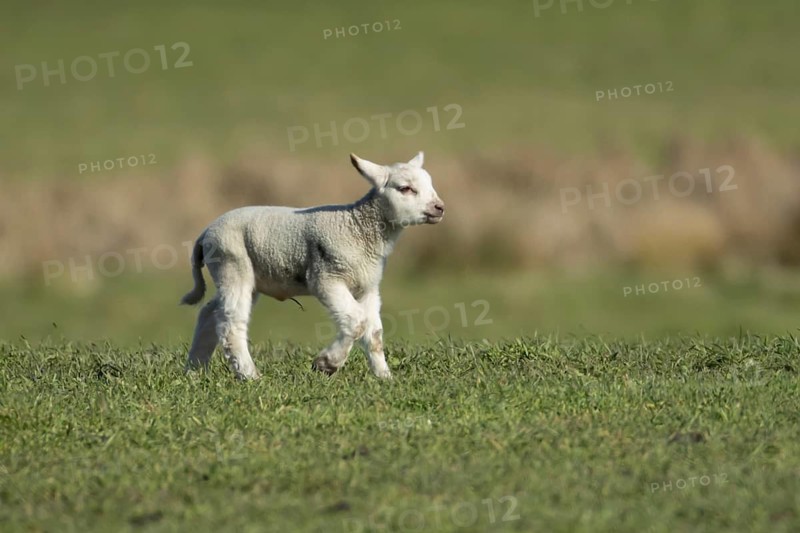 Domestic sheep (Ovis aries) juvenile baby lamb animal in a grass field in spring, England, United Kingdom