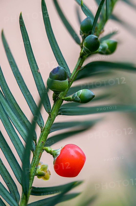 Yew, yew, European yew, seed coat, taxaceae, taxus baccata, flora, fruit, high size, vertical format, plants, yew