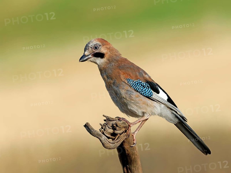 A jay (Garrulus glandarius) perched on a root, Solms, Hesse, Germany