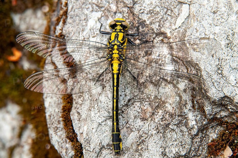 Common Club-Tail, Common Wedge Maiden, Gomphus Vulgatissimus, Anisoptera, Damselflies, Dragonflies, Insects, Dragonflies, Odonata