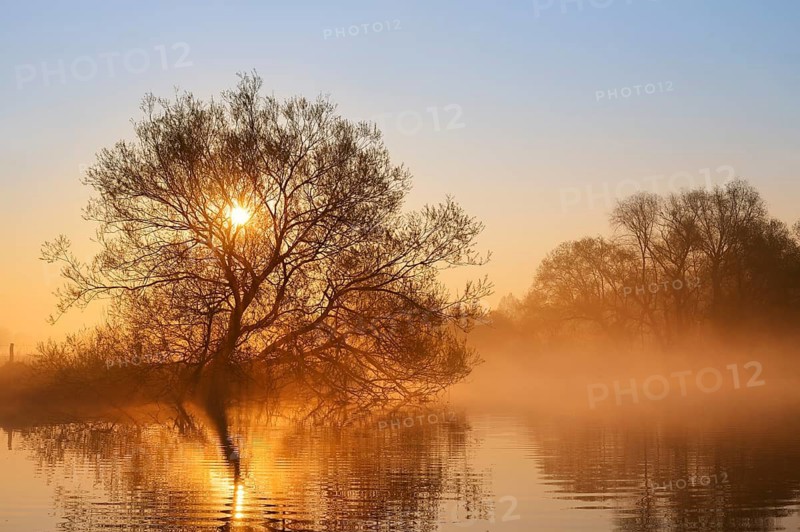 White willow (Salix alba) on the banks of the Lippe at sunrise, with morning mist, North Rhine-Westphalia, Germany