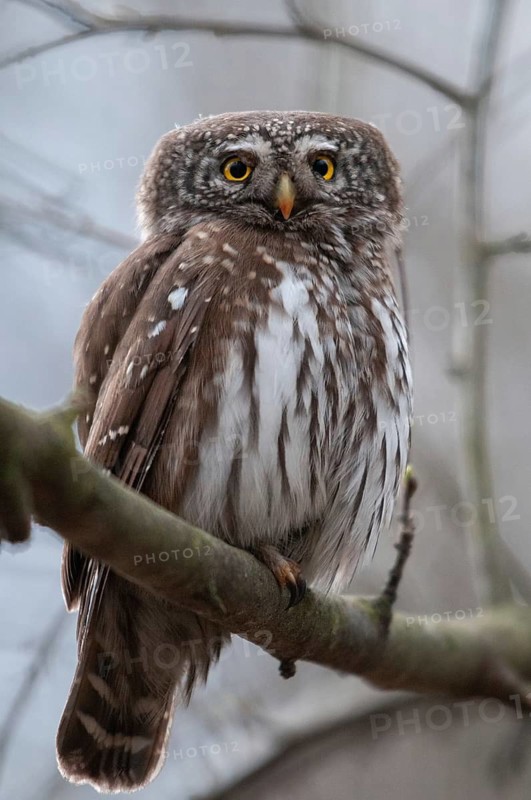 Glaucidium passerinum, pygmy owl, birds, owls, high size, portrait, owls, strigiforms, birds