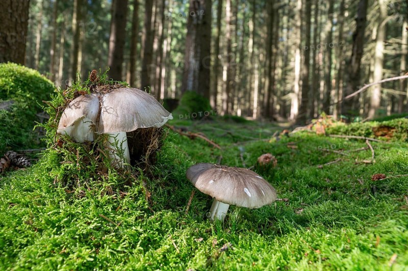 Broadleaf, broad-leaf turnip, broad-leaved turnip, broad-leafed carrot, megacollybia platyphylla, white-laced shank, fungi, fungus, mushrooms