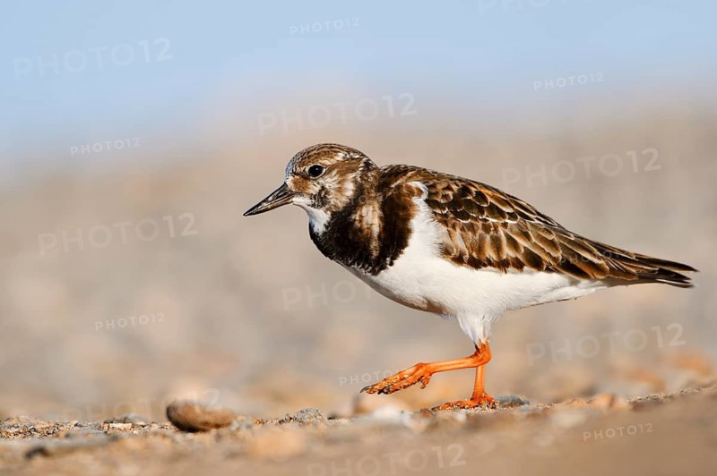 Turnstone (Arenaria interpres) in non-breeding plumage, Fuerteventura, Canary Islands, Spain