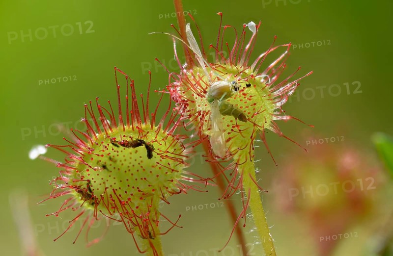 Brosswort, Bullwort, Drosera Rotundifolia, Droseraceae, Lord Spoon, Sky Spoon, Sky Dew, Round Leaf Sundew, Sundew, Spoelkrut, Common Sundew, Flora, Plants, Plants, Round-Leaved Sundew, Roundleaf Sundew, Sundew