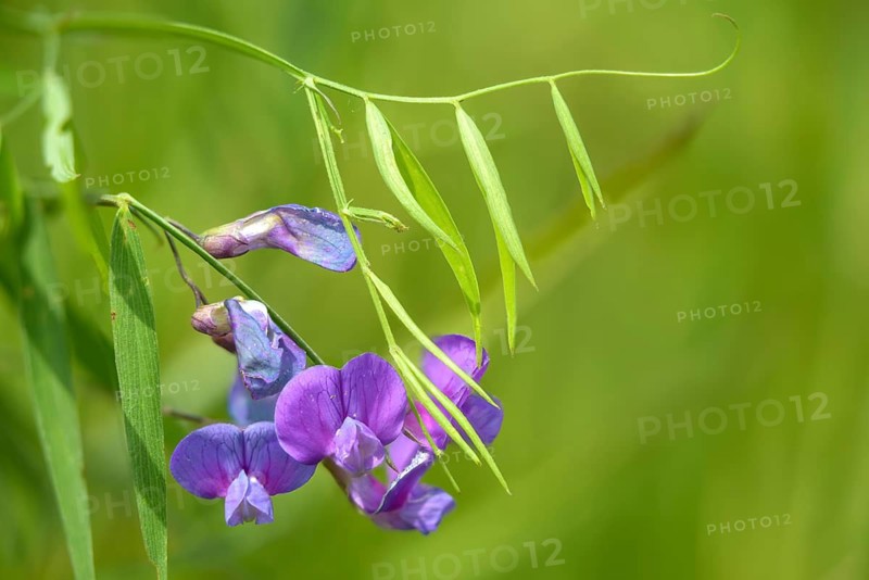 Lathyrus palustris, marsh pea, sweet pea, marsh pea, flora, plants