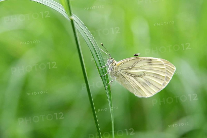 Cabbage White (Pieris napi), close-up, blade of grass, green, a small fly is perched on the butterfly's wing