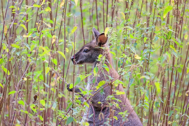 A red-necked wallaby (Macropus rufogriseus) sits on a cloudy day amidst tall, dense clumps of stinging nettles, eating the leaves. Eastern Australia, Tasmania, islands of Bass Strait
