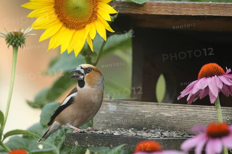 Hawfinch (Coccothraustes coccothraustes) at the bird feeder in the garden, between flowering purple coneflower (Echinacea purpurea) and sunflower (Helianthus annuus), Allgäu, Bavaria, Germany