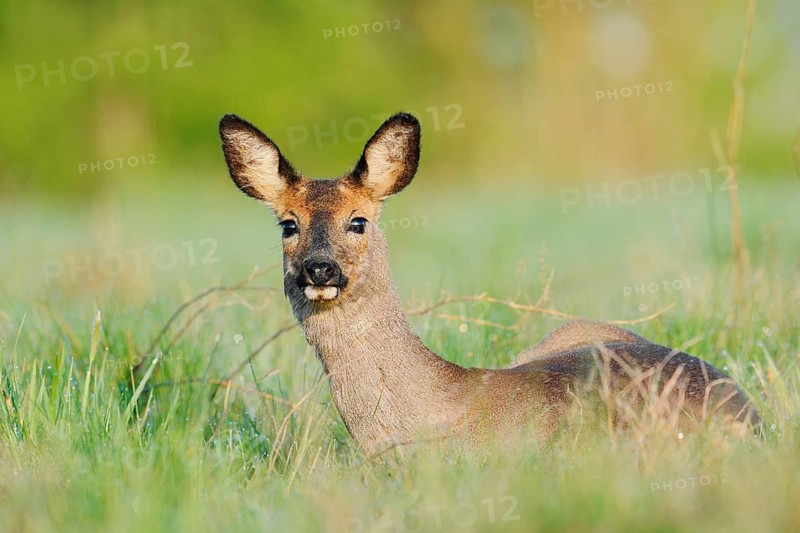 European roe deer (Capreolus capreolus), doe lying in a meadow, spring, North Rhine-Westphalia, Germany