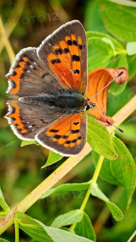 A close-up of a butterfly, the small copper (Lycaena phlaeas), with orange and black wings, resting on a leaf, Rennsteig, Thuringian Slate Mountains nature park Park, Upper Saale