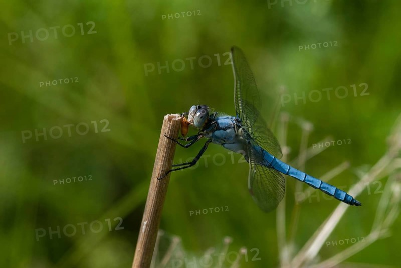 Orthetrum Brunneum, Southern Skimmer, Southern Blue Arrow, Anisoptera, Blue Arrow, Bulgaria, Damselflies, Dragonflies, Insects, Dragonflies, Male, Odonata, Sailing Barks