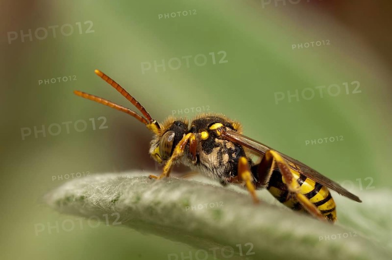 Hymenoptera, Lathbury's Nomad, Nomada Lathburiana, redheaded wasp bee, insects, wild bees