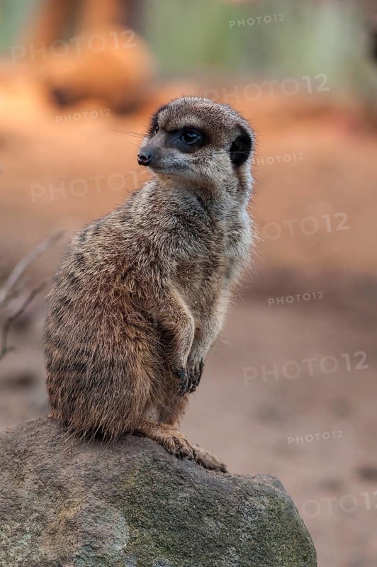Meerkats (Suricata suricatta) feeding, Nuremberg Zoo, Middle Franconia, Bavaria, Germany. PR available