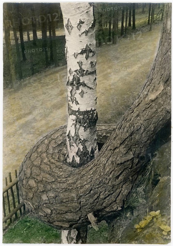 Birch, entwined tree, tree love, nature with affection, A tree trunk hugs a birch tree in a forest and shows an unexpected natural form, colored, around 1930