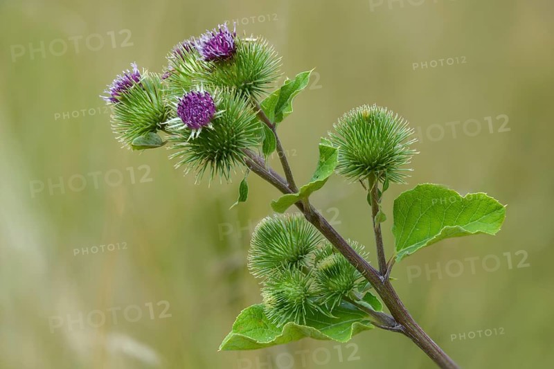 Arctium Lappa, Asteraceae, Burdock, Large Burdock, Daisy, Beggar's Buttons, Edible Burdock, Flora, Greater Burdock, Happy Major, Burdock, Plants, Thorny Burr