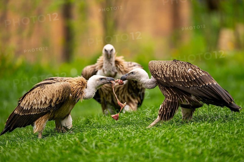 Griffon Vultures (Gyps fulvus) standing on a meadow in spring, bavaria, Germany