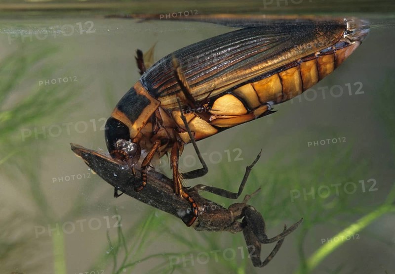 Dytiscus circumflexus, yellowy beetle, water scorpion, aquatic, beetle, prey, capture, female, insects, beetles, water beetles, female