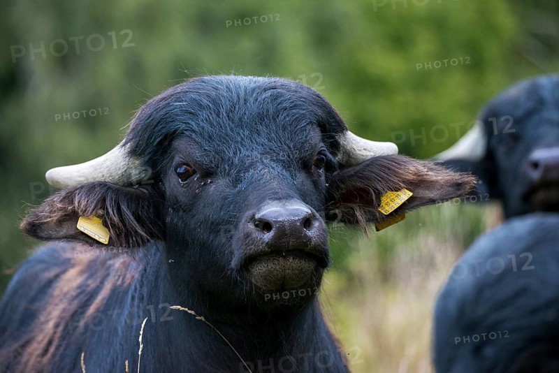 Artiodactyla, Bubalus arnee, even-toed ungulate, cloven-hoofed, water buffalo, domesticated animals, pet, mammals, mammals
