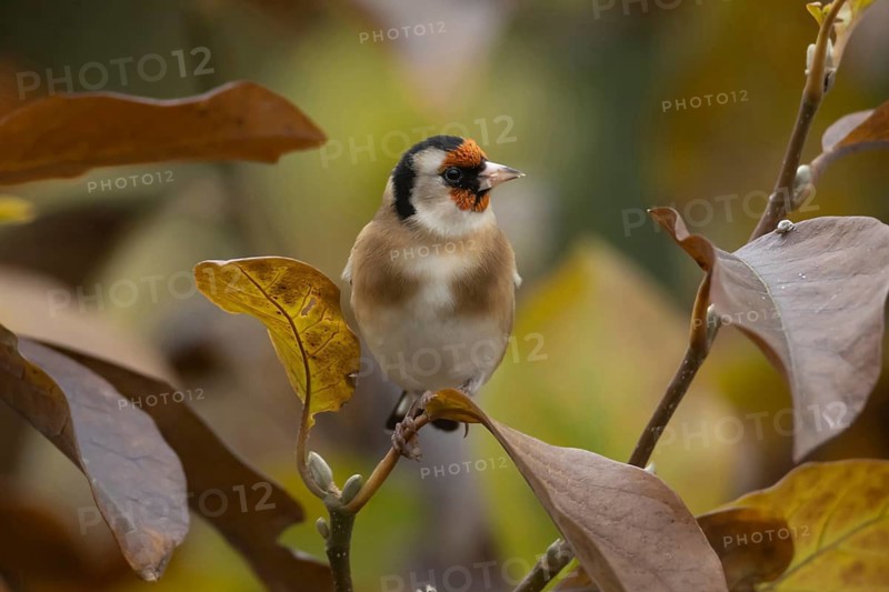 European goldfinch (Carduelis carduelis) adult bird amongst autumn colour leaves of a garden Magnolia tree, Suffolk, England, United Kingdom