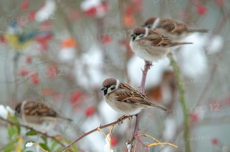 Tree sparrow, dog rose, Passer Montanus, pink canina, rosaceae, rose family, sparrow, tree sparrow, autumn, birds, dog rose, flora, rose hip, autumn, passeri, plants, plants, snow, songbirds, sparrow, sparrow, sparrow, sparrow, sparrow, sparrow, sparrow