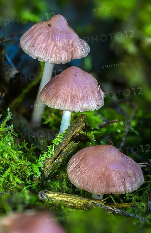 Mycena rosea, radish helmet, pink radish helmet, rosy bonnet, fungi, fungus, high size, vertical format, mushrooms