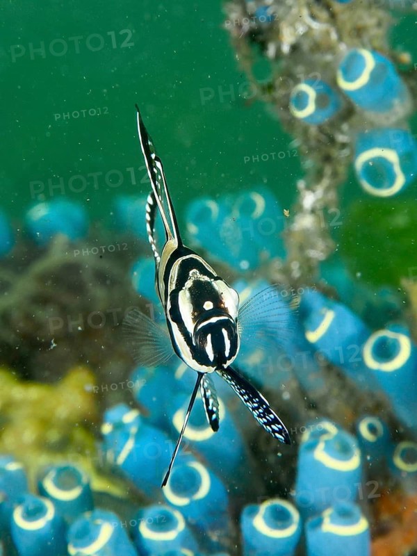 A black-and-white fish with a striking pattern, the Banggai cardinalfish (Pterapogon kauderni), against a backdrop of Blue Sea Squirts, at the Secret Bay dive site, Gilimanuk, Bali, Indonesia
