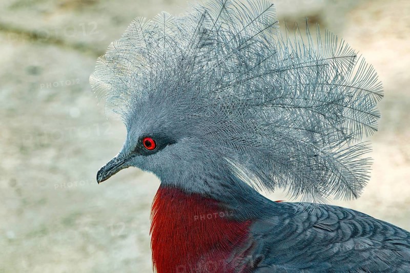Animal profile: Red-breasted Crowned Pigeon (Goura scheepmakeri), also known as the Chestnut-breasted Crowned Pigeon, Grey-breasted Crowned Pigeon or Scheepmaker's Crowned Pigeon, bird, pigeon, crowned pigeon, endangered species, captive, found in New Guinea